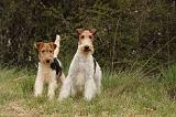 FOX TERRIER 517